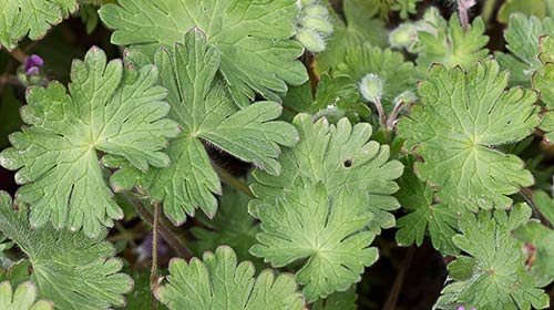 Geranium molle, hojas