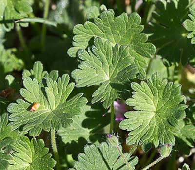 Geranium molle, matas