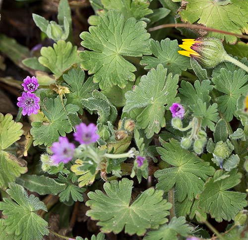 Geranium molle, matas en flor