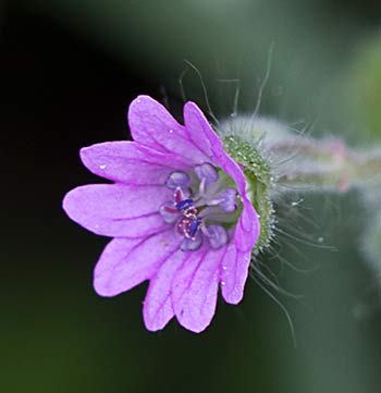 Geranium molle, flor