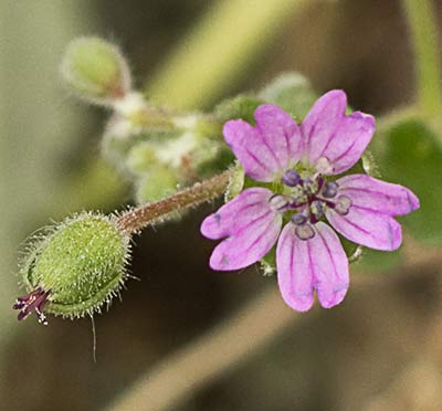 Geranium molle