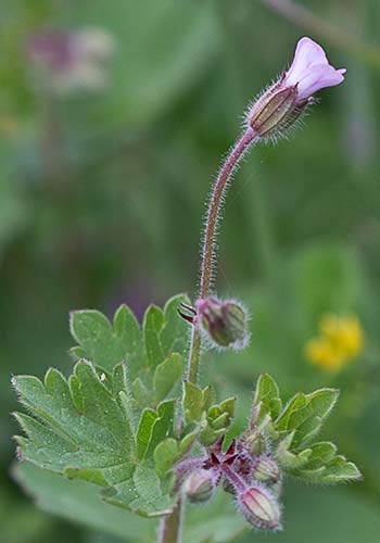 Geranium rotundifolium