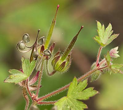 Geranium rotundifolium