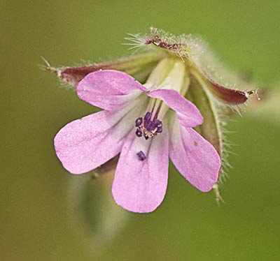 Geranium rotundifolium