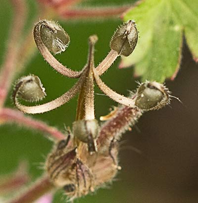 Geranium rotundifolium