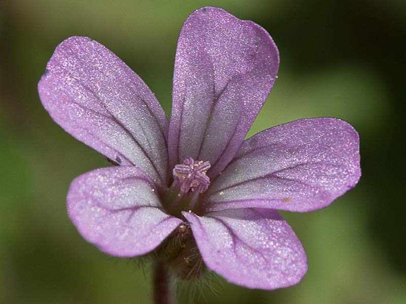 Geranium rotundifolium
