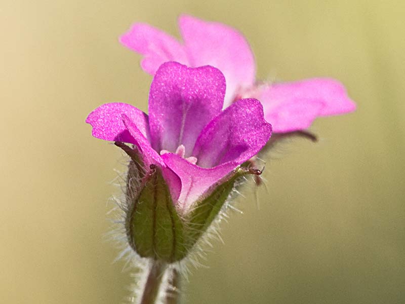 Geranium rotundifolium