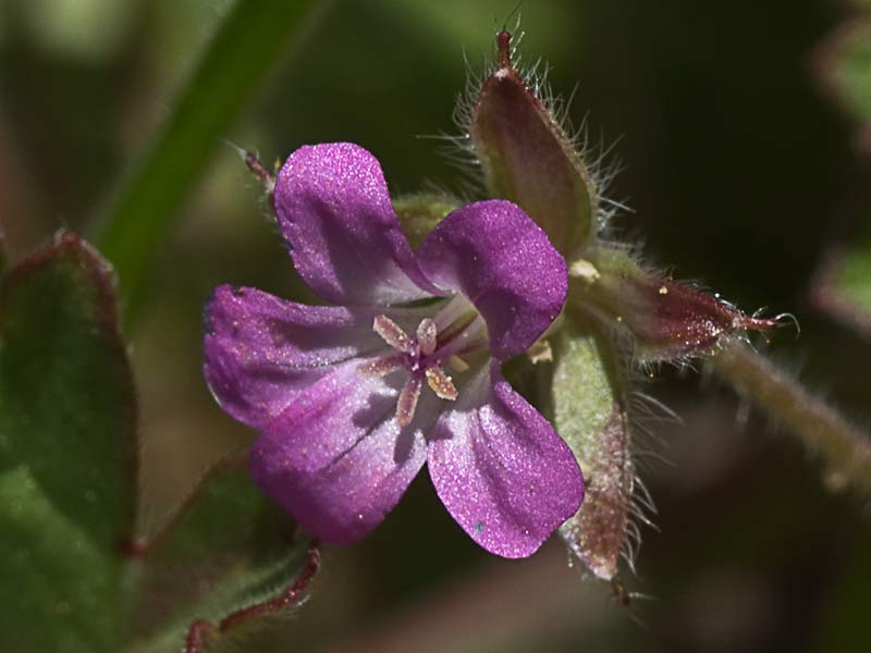 Geranium rotundifolium