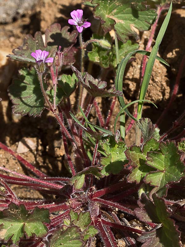 Geranium rotundifolium