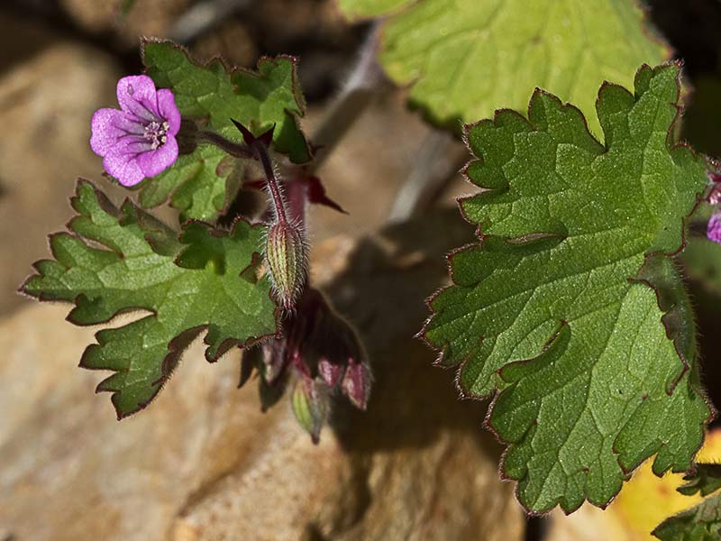 Geranium rotundifolium