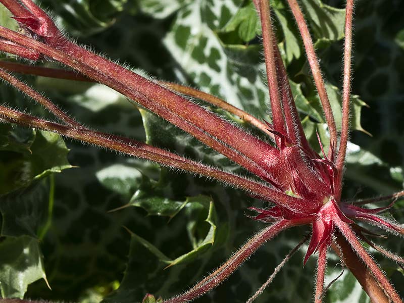 Geranium rotundifolium