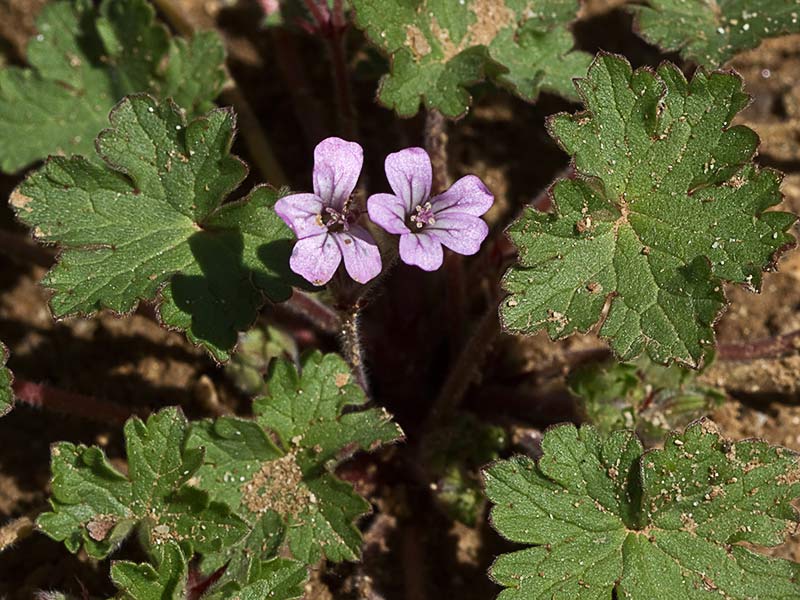 Geranium rotundifolium
