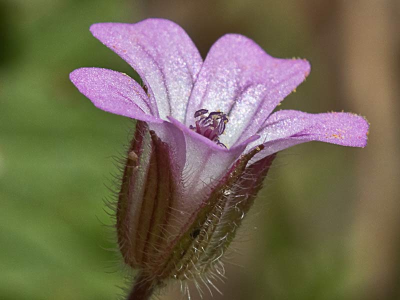 Geranium rotundifolium