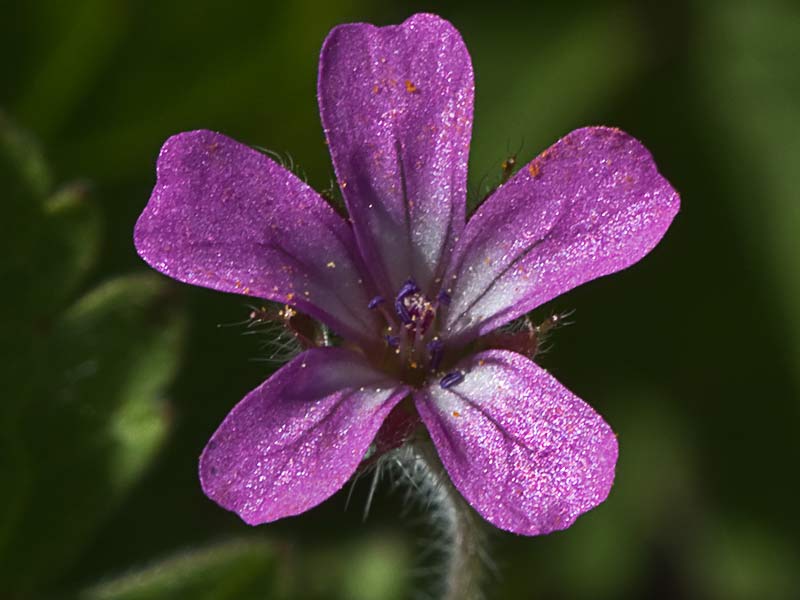 Geranium rotundifolium
