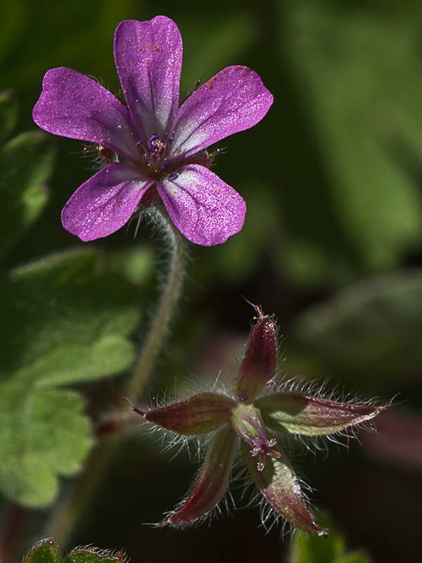 Geranium rotundifolium