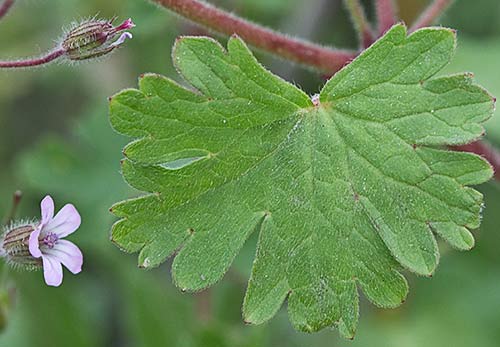 Geranium rotundifolium