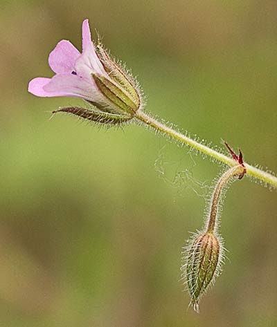 Geranium rotundifolium