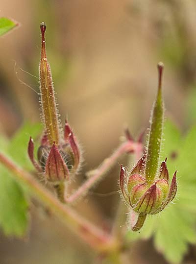 Geranium rotundifolium