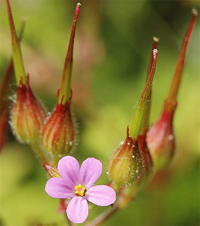 Flor de san Roberto (Geranium robertianum)