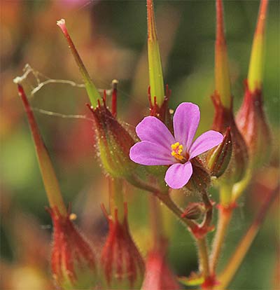Geranio de monte, Geranium robertianum