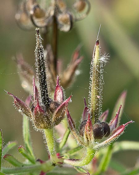 Fruto del Geranio de monte (Geranium robertianum)