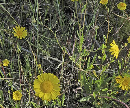 Pradera con giraldas (Coleostephus myconis)