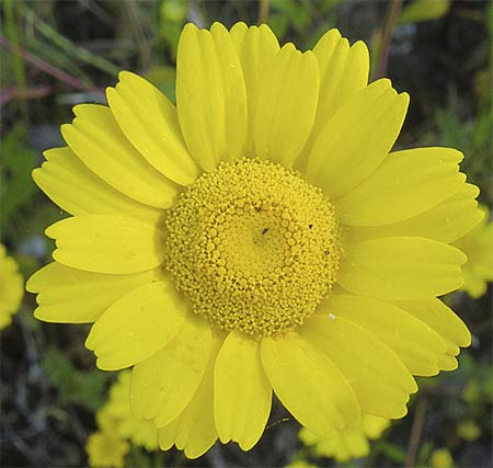 Flor de la Giralda (Coleostephus myconis)
