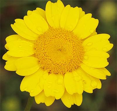 Giralda (Coleostephus myconis)