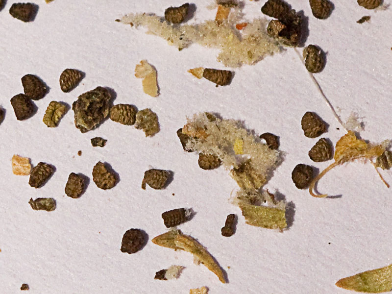 Semillas del Verbascum pulvulentum (Gordolobo polvoriento)