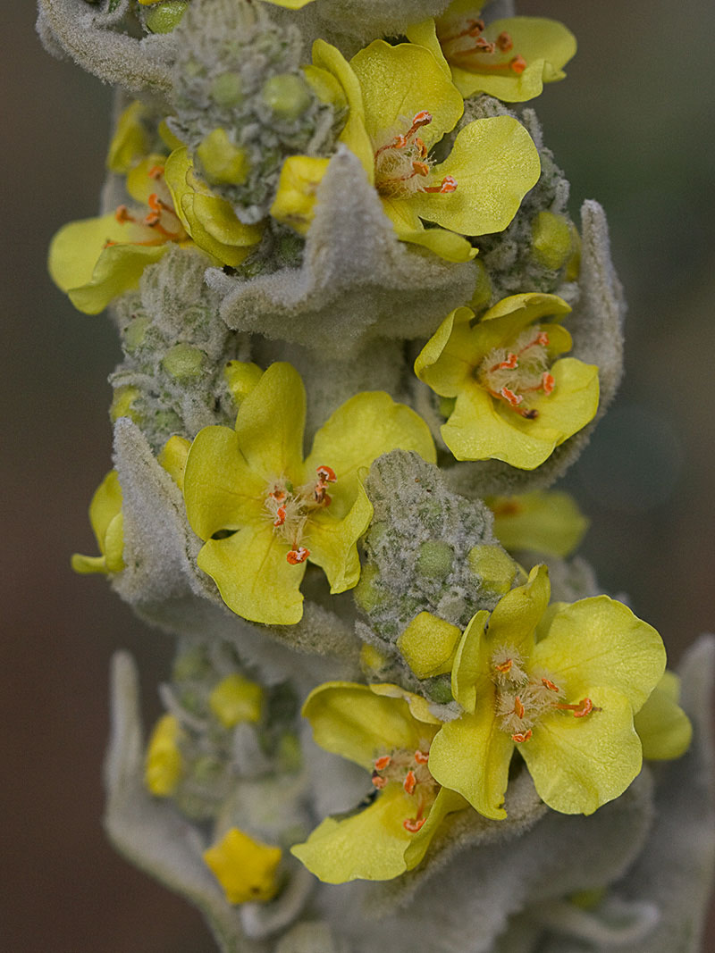 Verbascum pulvulentum (Gordolobo polvoriento)