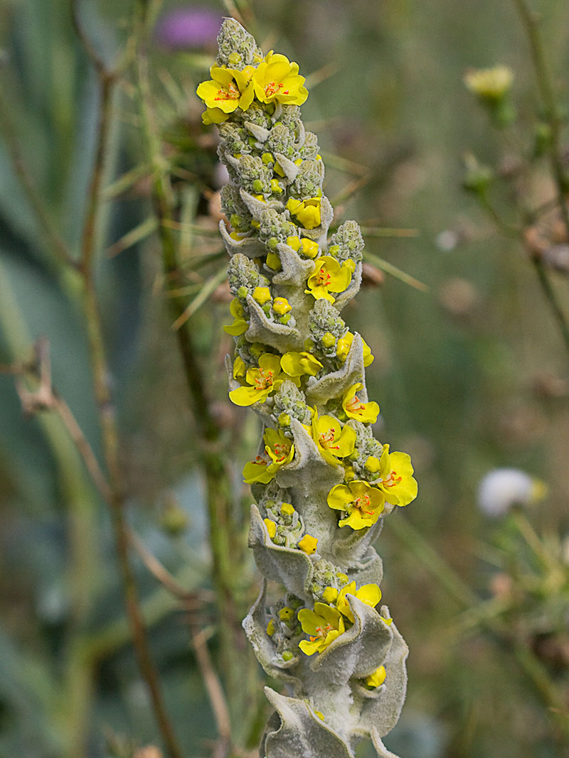 Verbascum pulvulentum (Gordolobo polvoriento)