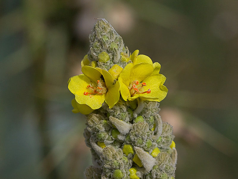 Verbascum pulvulentum (Gordolobo polvoriento)