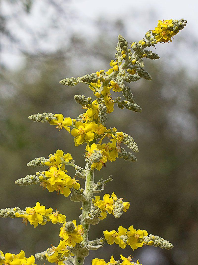 Verbascum pulvulentum (Gordolobo polvoriento)