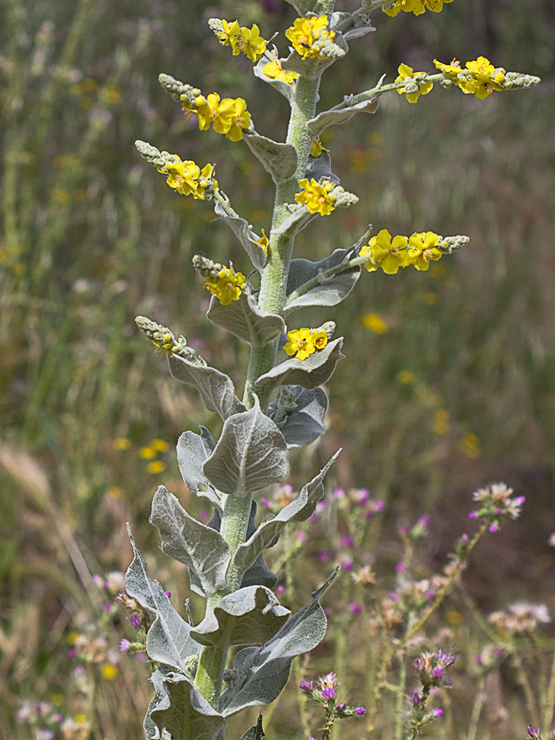 Tallo del Verbascum pulvulentum (Gordolobo polvoriento)