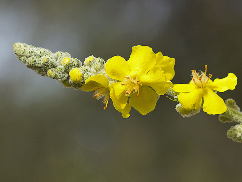 Verbascum pulvulentum (Gordolobo polvoriento)