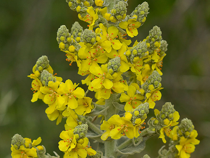 Verbascum pulvulentum (Gordolobo polvoriento)