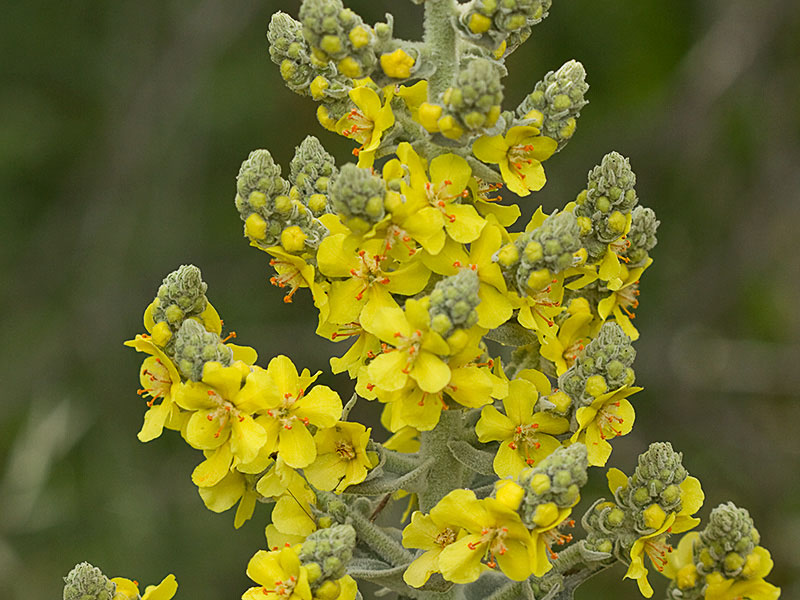 Verbascum pulvulentum (Gordolobo polvoriento)