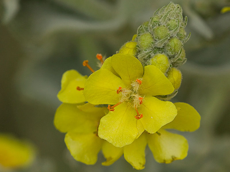 Verbascum pulvulentum (Gordolobo polvoriento)