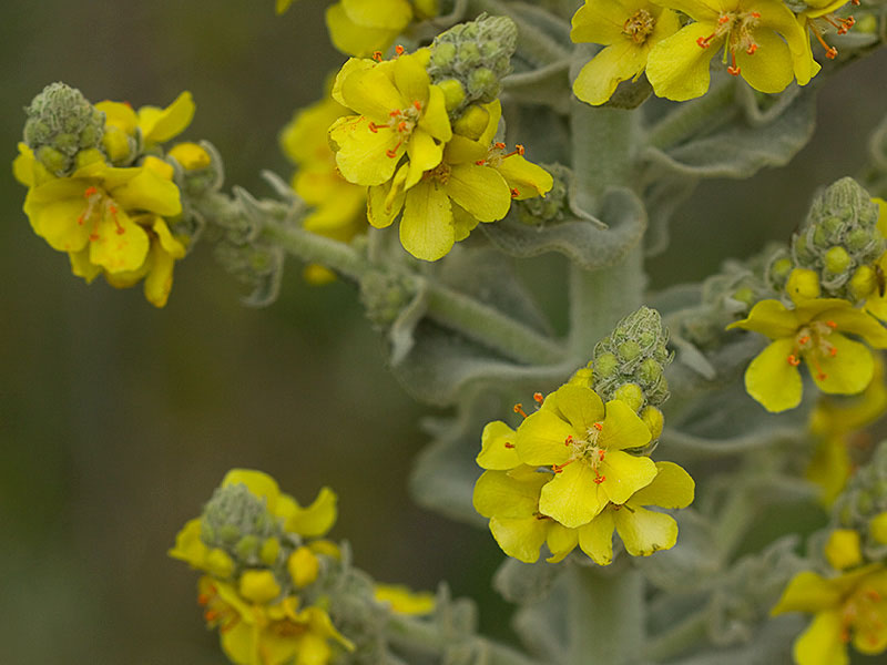 Verbascum pulvulentum (Gordolobo polvoriento)