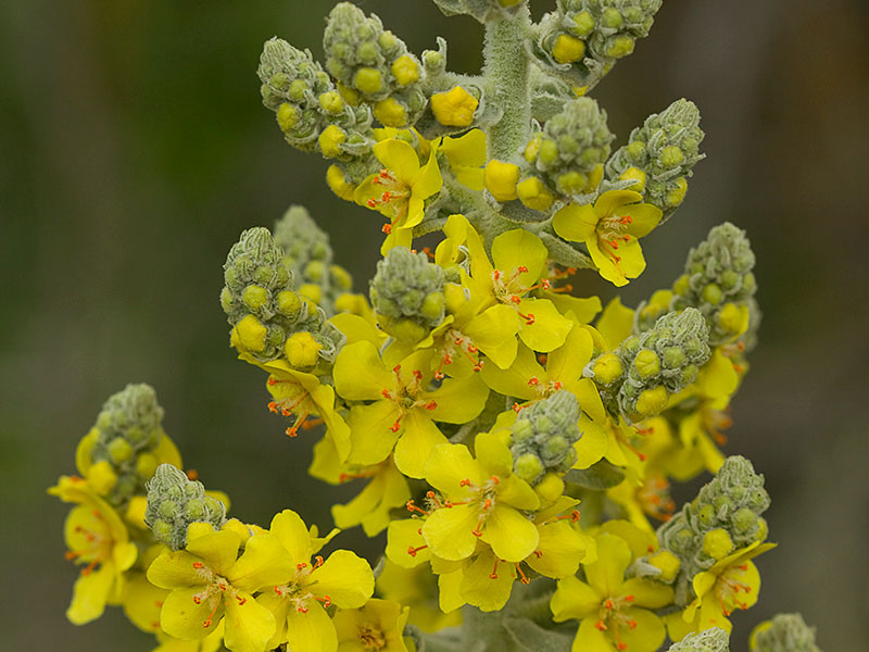 Verbascum pulvulentum (Gordolobo polvoriento)