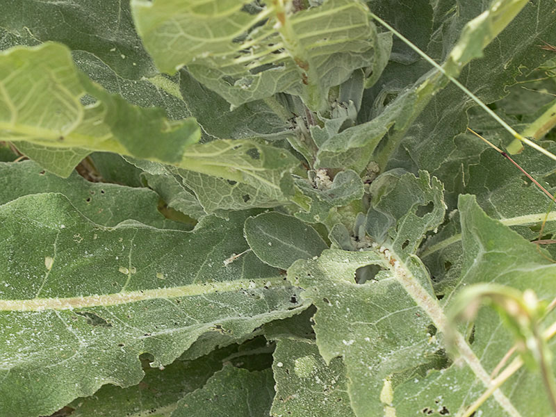 Base del Verbascum pulvulentum (Gordolobo polvoriento)