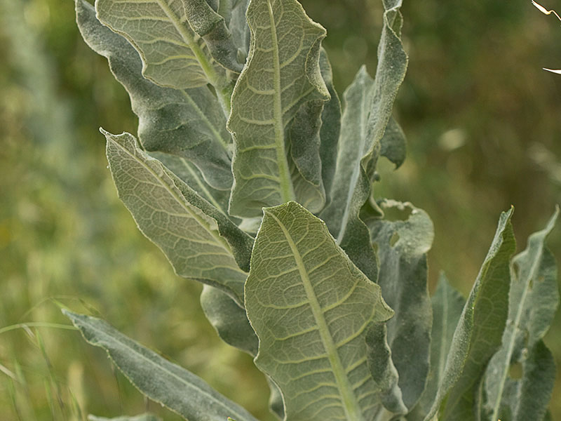 Verbascum pulvulentum (Gordolobo polvoriento)