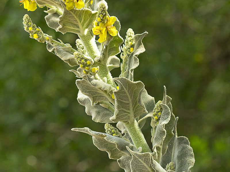 Verbascum pulvulentum (Gordolobo polvoriento)