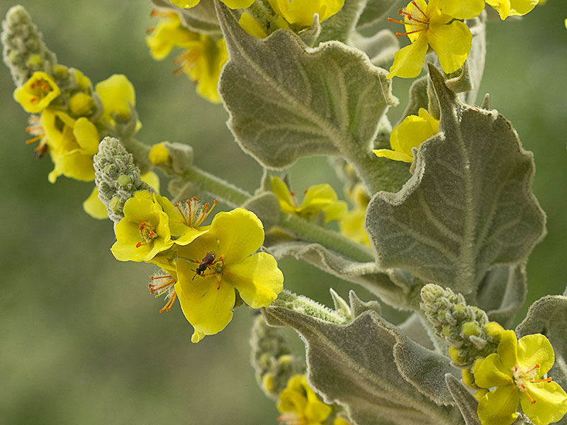 Verbascum pulvulentum (Gordolobo polvoriento)