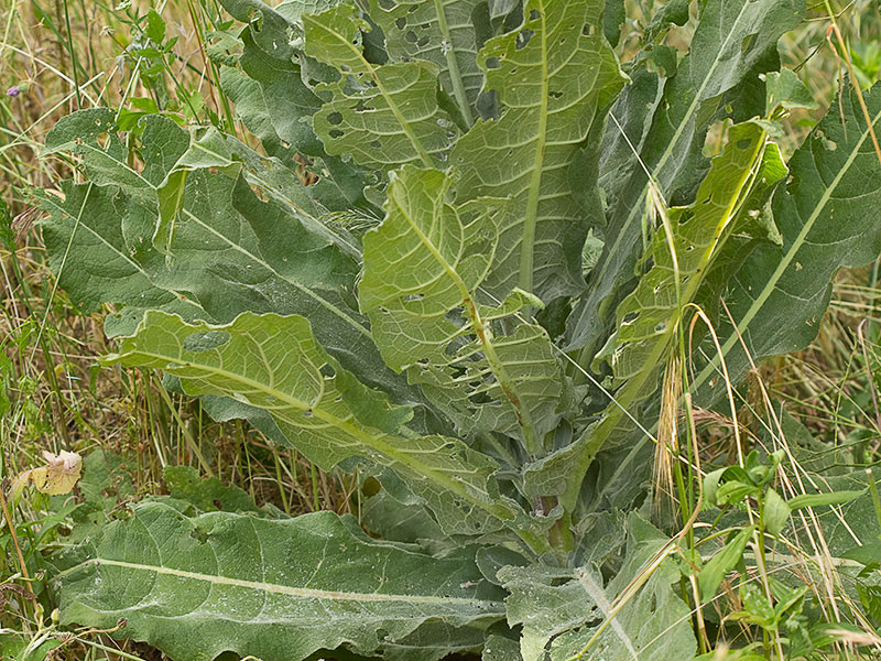 Hojas basales del Verbascum pulvulentum (Gordolobo polvoriento)