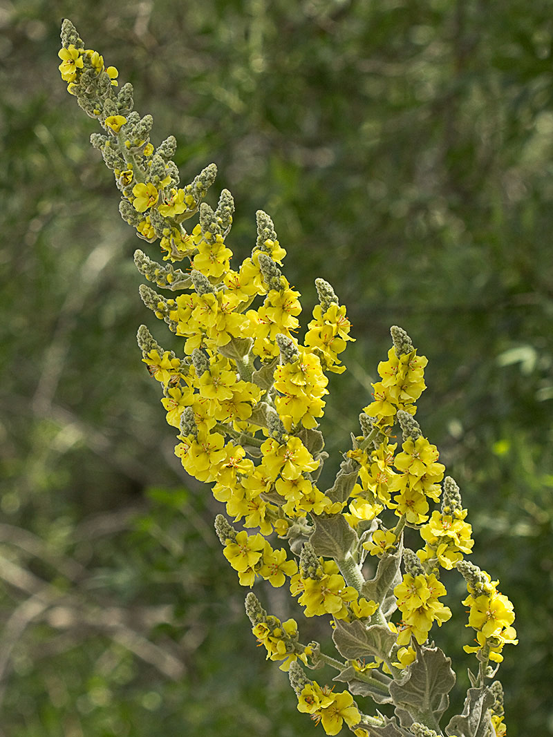 Verbascum pulvulentum (Gordolobo polvoriento)