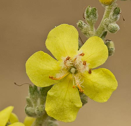 Verbascum pulvulentum (Gordolobo polvoriento)