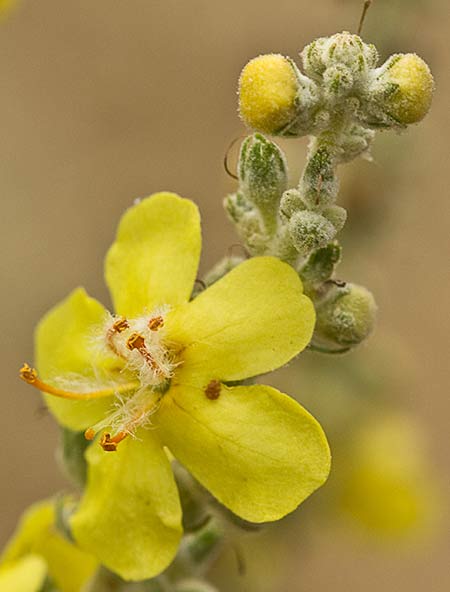 Verbascum pulvulentum (Gordolobo polvoriento)