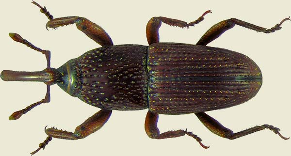 Gorgojo del trigo