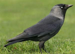Grajilla
